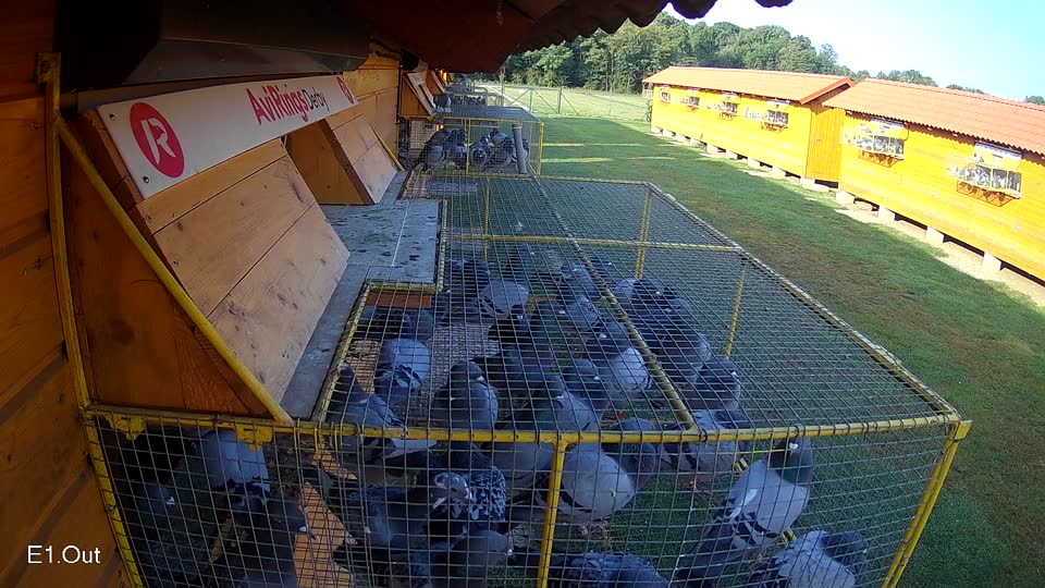 Pigeon Arrival Image For Race Race 3