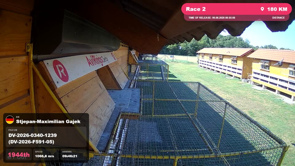 Pigeon Arrival Image For Race Race 2