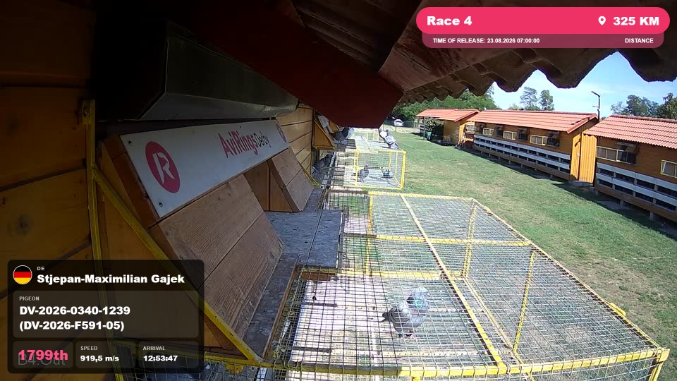 Pigeon Arrival Image For Race Race 4