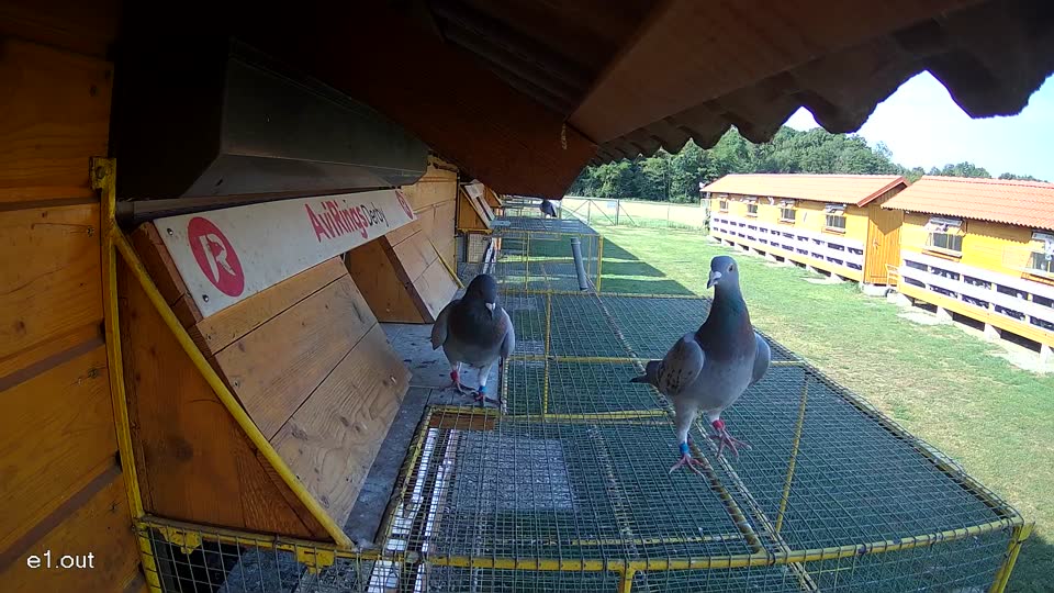 Pigeon Arrival Image For Race Race 1