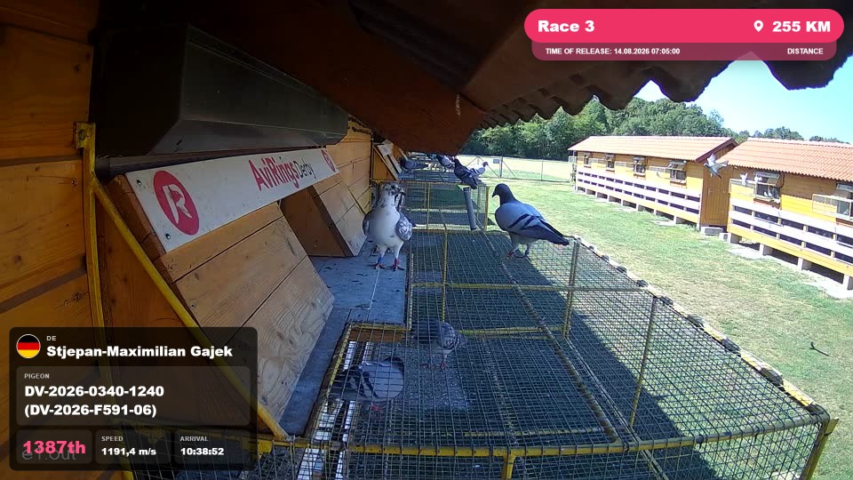 Pigeon Arrival Image For Race Race 3