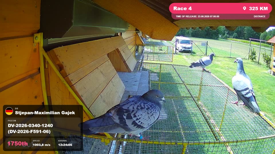 Pigeon Arrival Image For Race Race 4