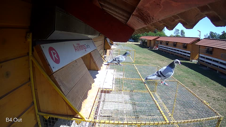 Pigeon Arrival Image For Race Race 3