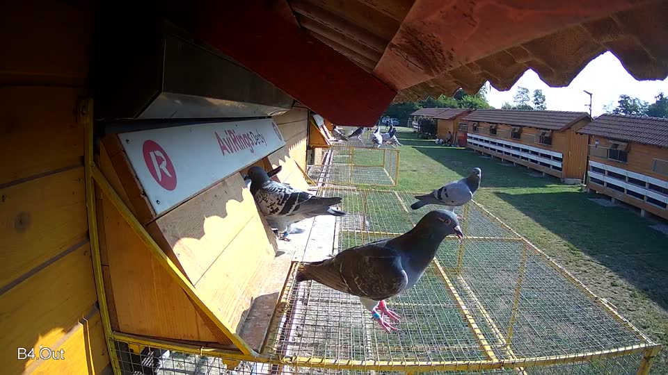 Pigeon Arrival Image For Race Race 1