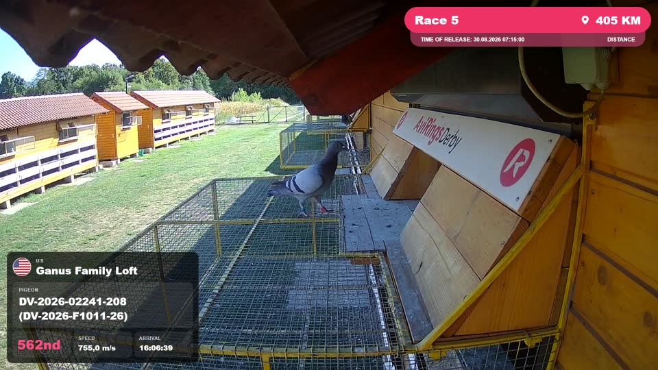 Pigeon Arrival Image For Race Race 5