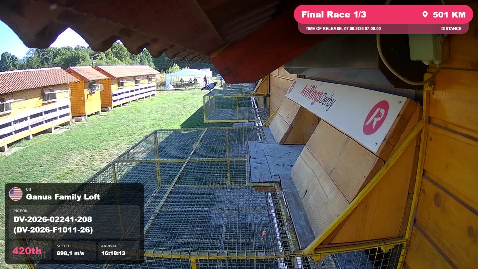 Pigeon Arrival Image For Race Final Race 1/3