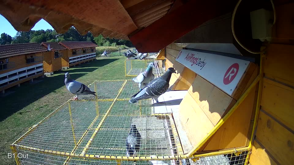 Pigeon Arrival Image For Race Race 2