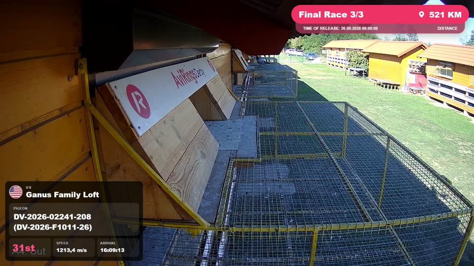 Pigeon Arrival Image For Race Final Race 3/3