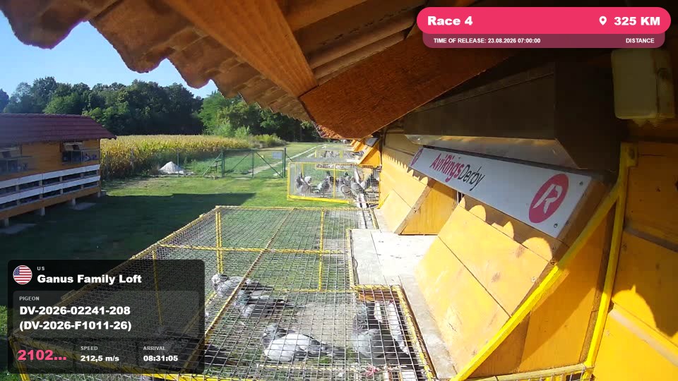 Pigeon Arrival Image For Race Race 4