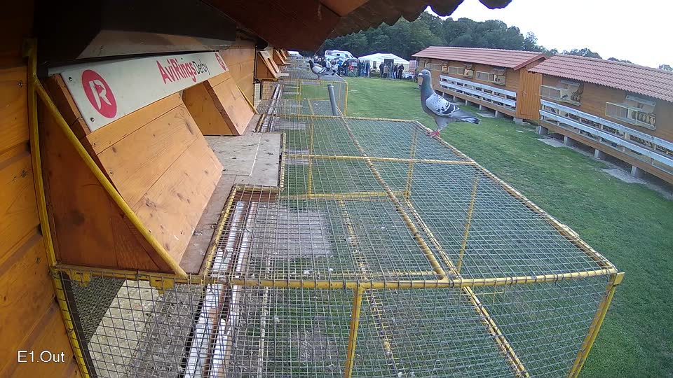 Pigeon Arrival Image For Race Final race 3
