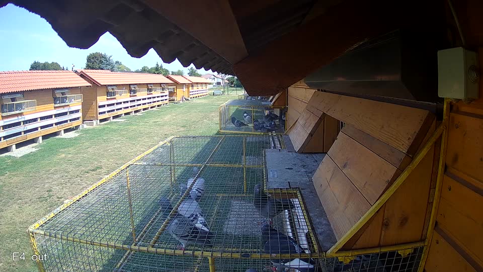 Pigeon Arrival Image For Race Race 1
