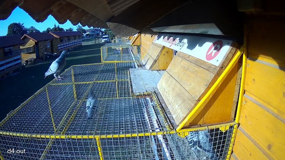 Pigeon Arrival Image For Race Race 5