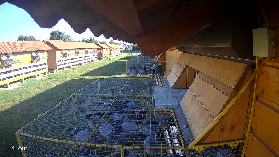 Pigeon Arrival Image For Race Race 3
