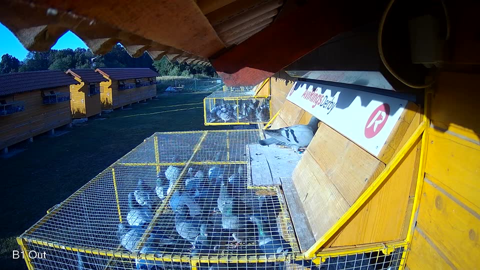Pigeon Arrival Image For Race Race 2