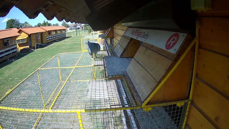 Pigeon Arrival Image For Race Race 5
