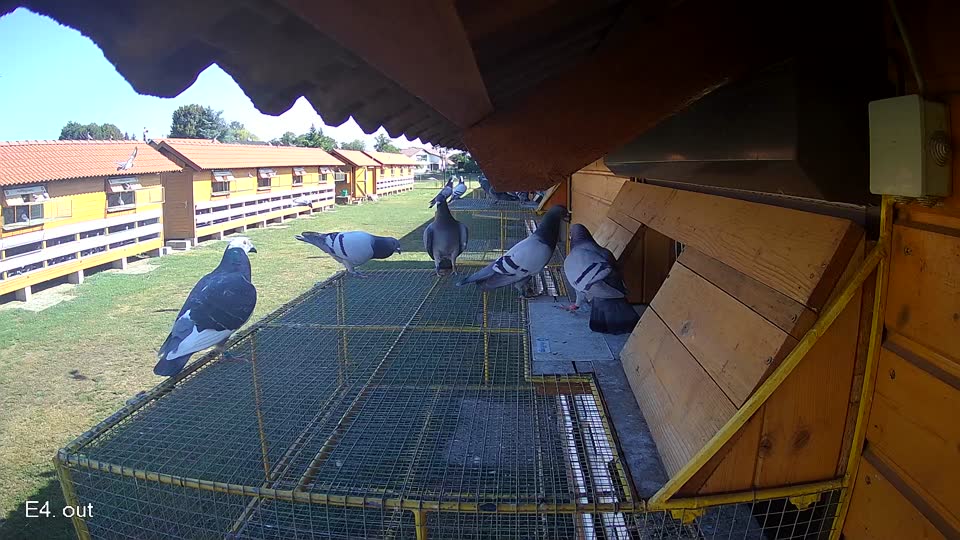 Pigeon Arrival Image For Race Race 2