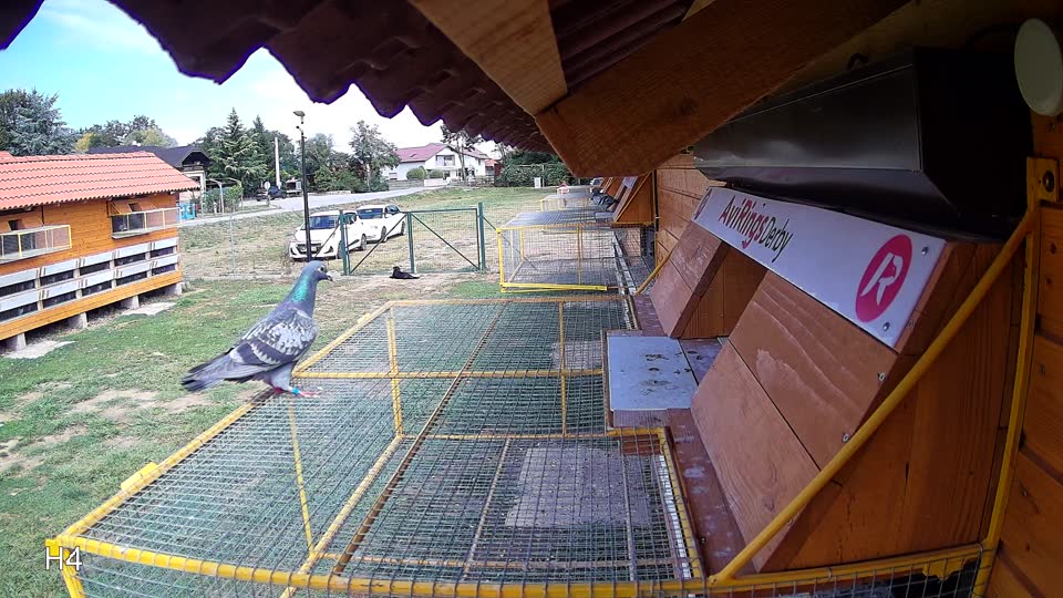 Pigeon Arrival Image For Race Race 4