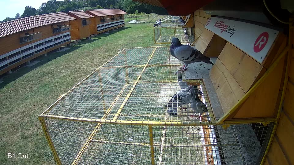 Pigeon Arrival Image For Race Race 4
