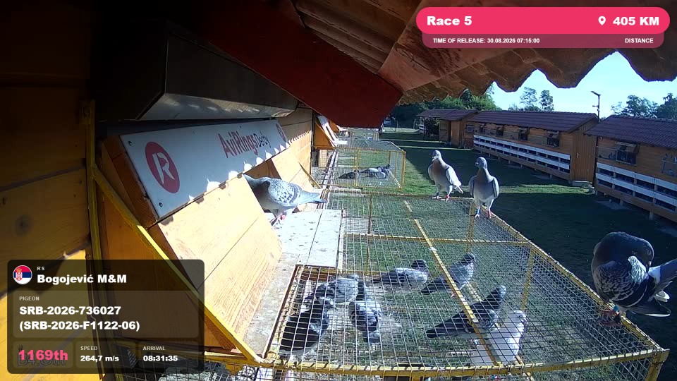 Pigeon Arrival Image For Race Race 5