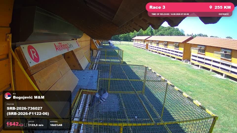 Pigeon Arrival Image For Race Race 3