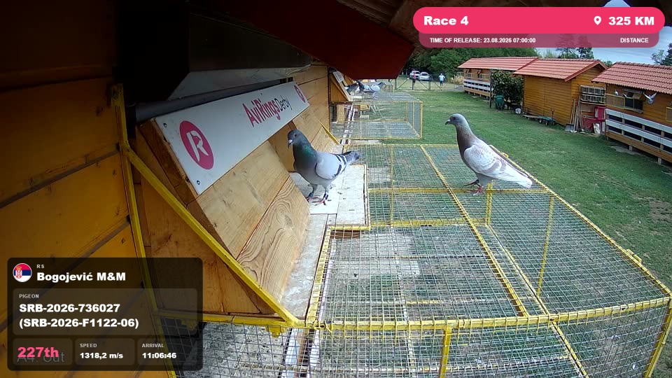 Pigeon Arrival Image For Race Race 4