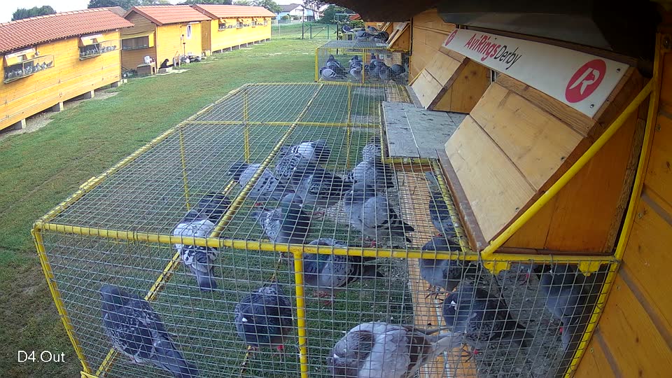 Pigeon Arrival Image For Race Race 3