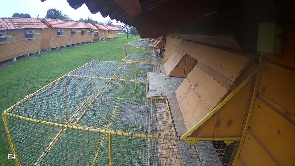 Pigeon Arrival Image For Race Final race 3