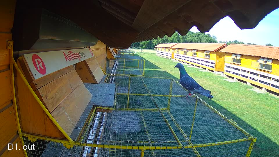Pigeon Arrival Image For Race Race 1