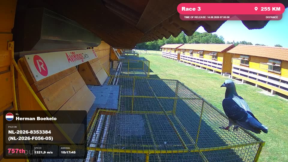 Pigeon Arrival Image For Race Race 3
