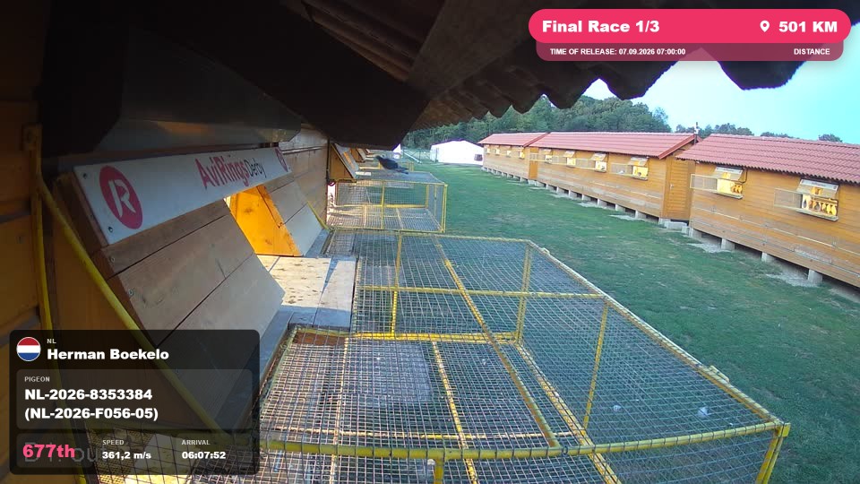 Pigeon Arrival Image For Race Final Race 1/3