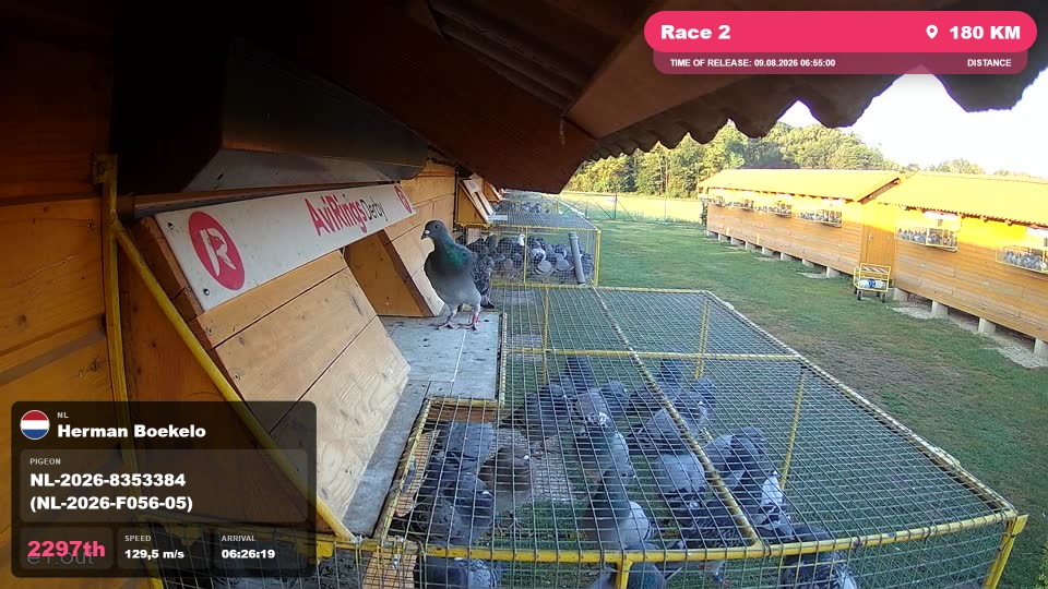 Pigeon Arrival Image For Race Race 2
