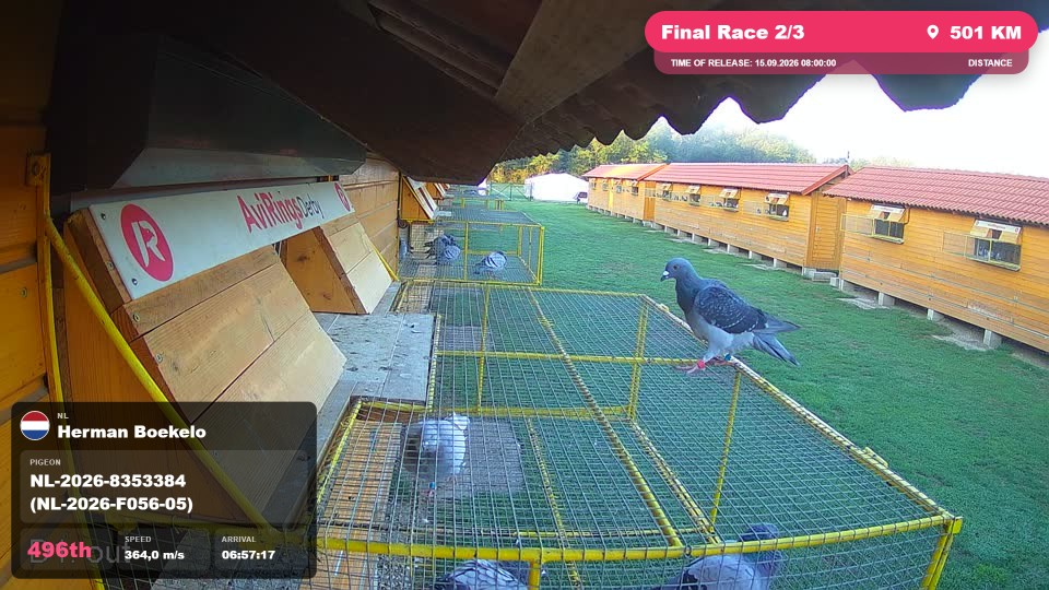 Pigeon Arrival Image For Race Final Race 2/3