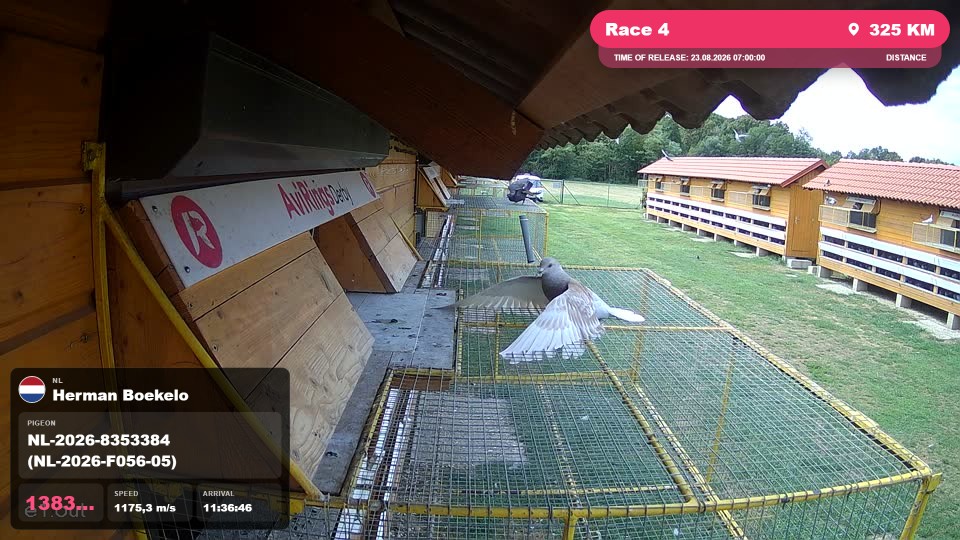 Pigeon Arrival Image For Race Race 4