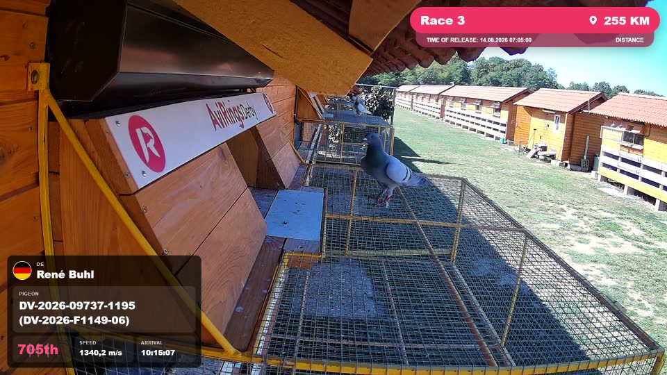 Pigeon Arrival Image For Race Race 3