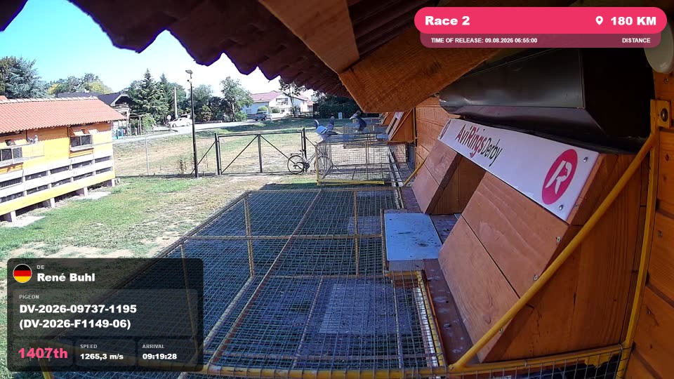 Pigeon Arrival Image For Race Race 2