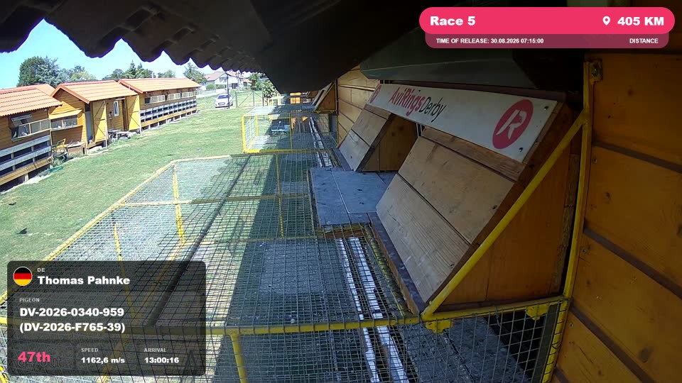 Pigeon Arrival Image For Race Race 5