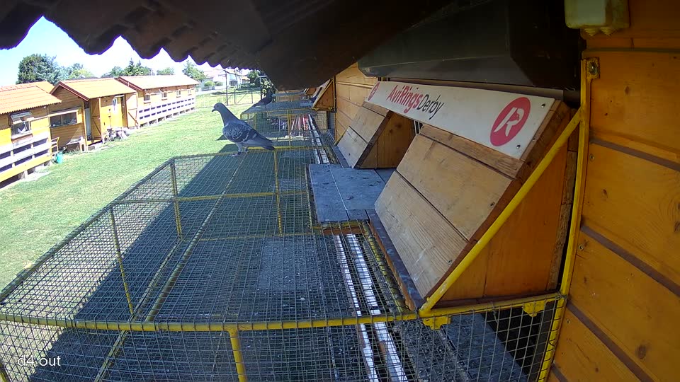 Pigeon Arrival Image For Race Race 3