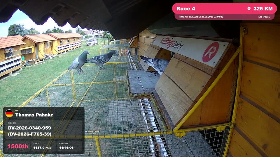 Pigeon Arrival Image For Race Race 4