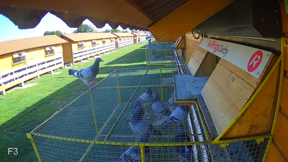 Pigeon Arrival Image For Race Race 5