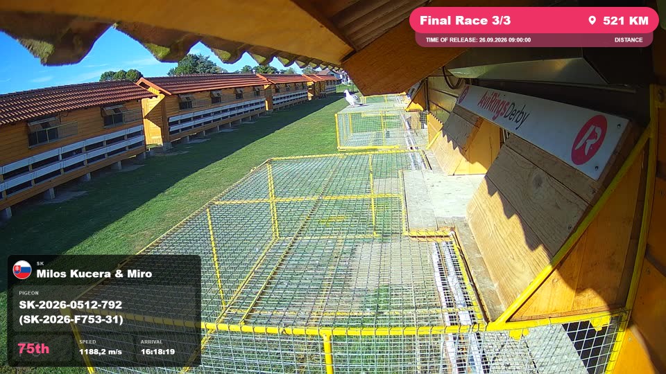Pigeon Arrival Image For Race Final Race 3/3