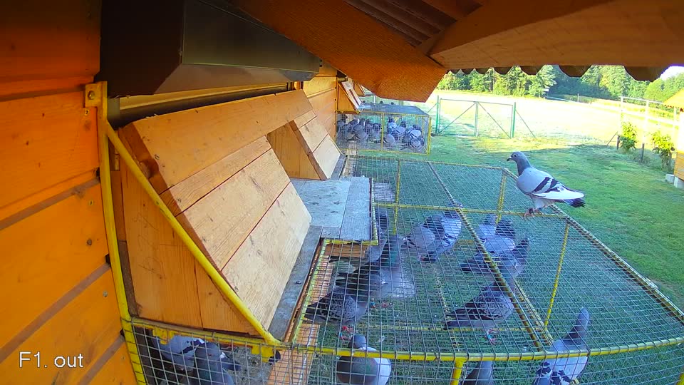 Pigeon Arrival Image For Race Race 4
