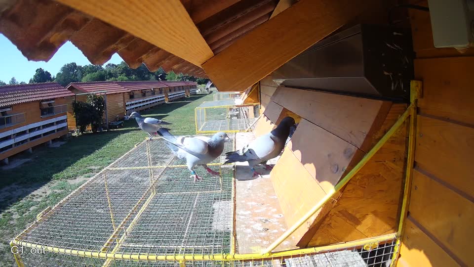 Pigeon Arrival Image For Race Race 2