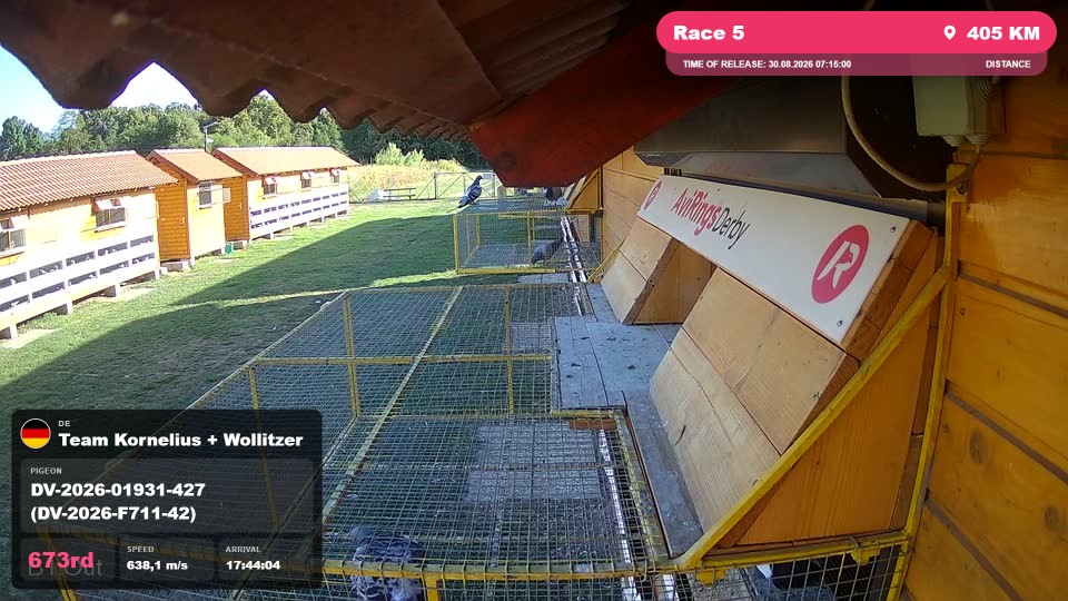 Pigeon Arrival Image For Race Race 5