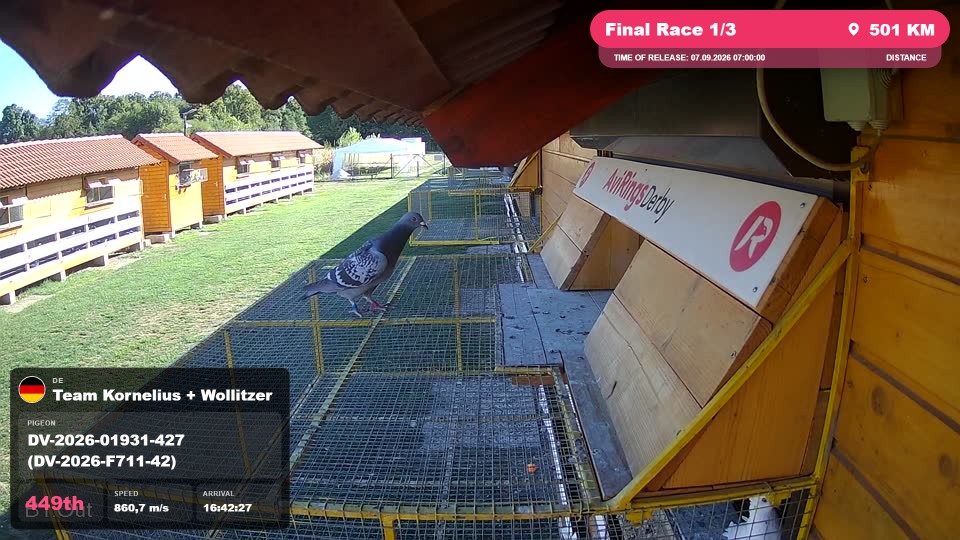 Pigeon Arrival Image For Race Final Race 1/3