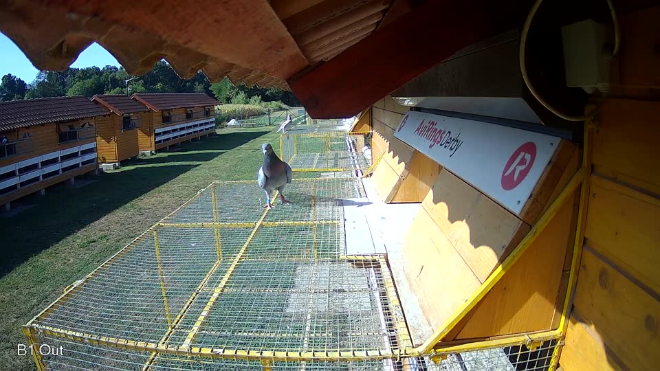 Pigeon Arrival Image For Race Race 2