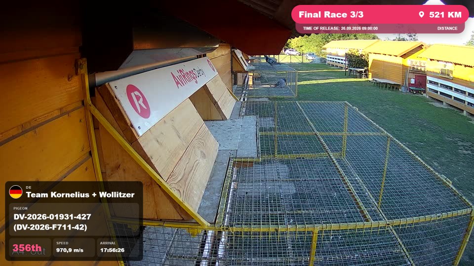 Pigeon Arrival Image For Race Final Race 3/3