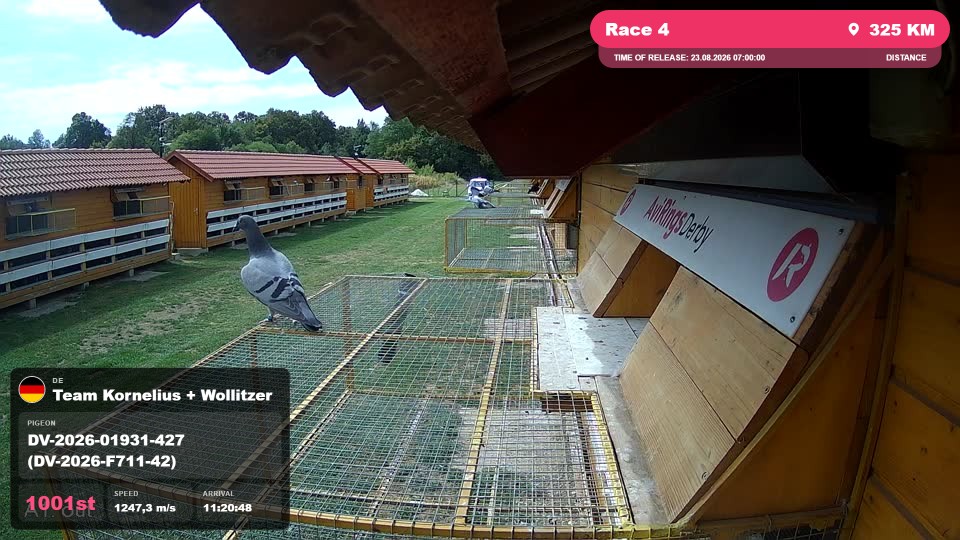 Pigeon Arrival Image For Race Race 4