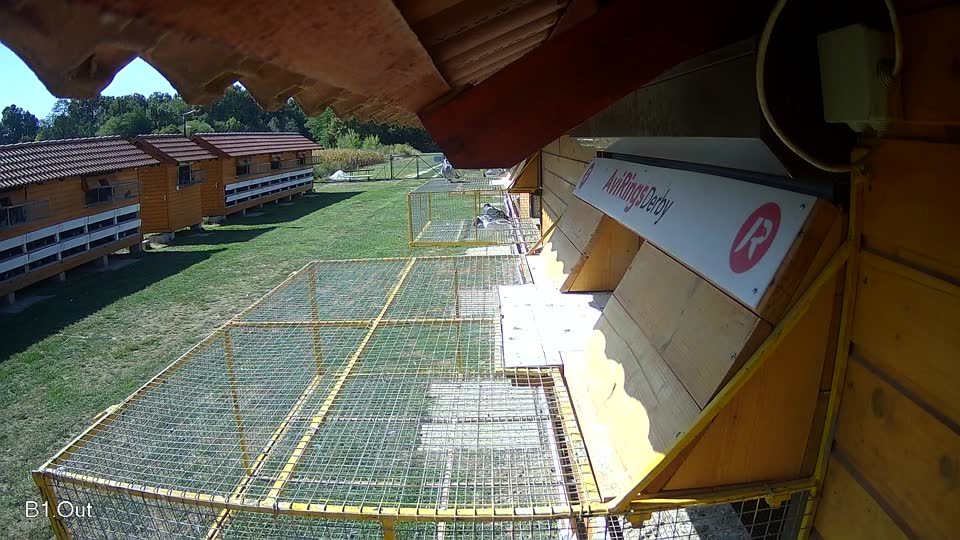 Pigeon Arrival Image For Race Race 5