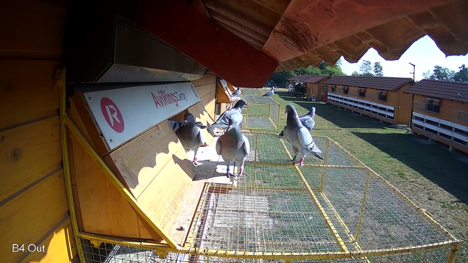 Pigeon Arrival Image For Race Race 2