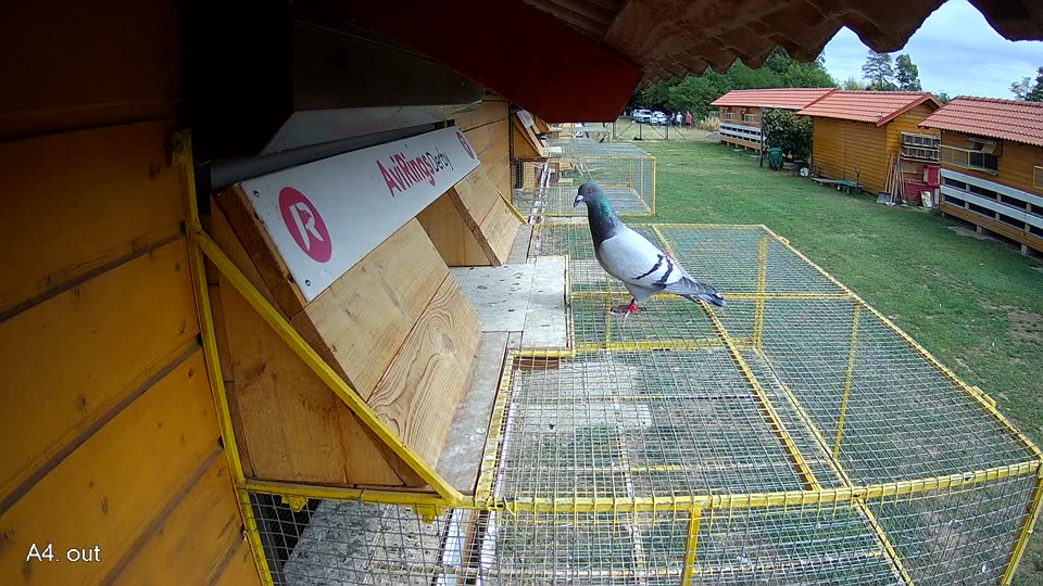 Pigeon Arrival Image For Race Race 4